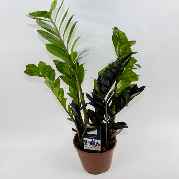 Zamioculcas zamifolia Raven Ø14cm H60cm