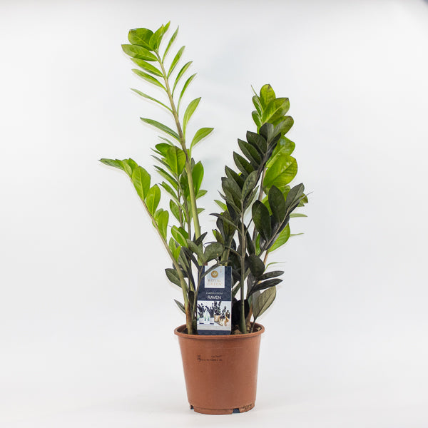 Zamioculcas zamifolia Raven Ø14cm H60cm