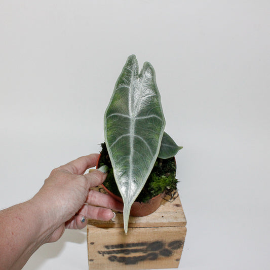 Alocasia longiloba SILVER 10.5cm H15cm