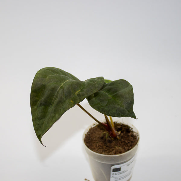 Anthurium ACE OF SPADES DARK FORM X PAPILLILAMINUM Ø7cm H15cm