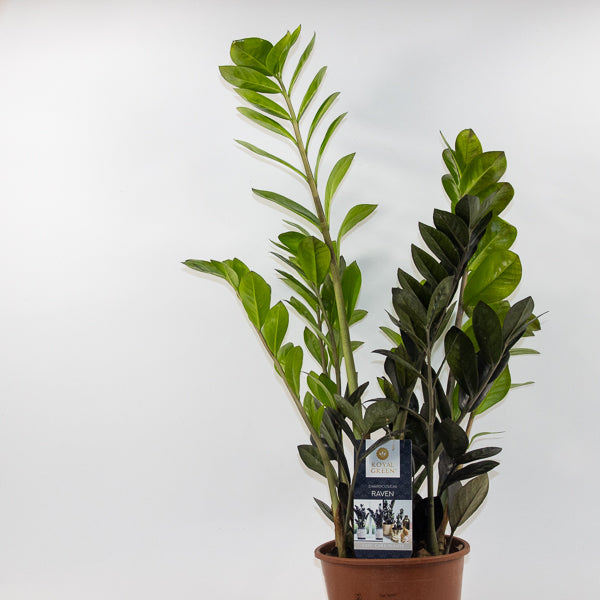 Zamioculcas zamifolia Raven Ø14cm H60cm