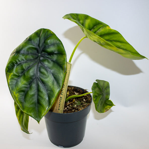 Alocasia clypeolata 'Green Shield'