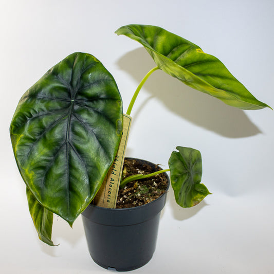 Alocasia clypeolata 'Green Shield' Ø14cm H30cm