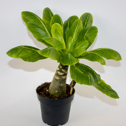 Brighamia insignis Hawaiian Palm Ø12cm H40cm