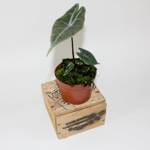 Alocasia longiloba SILVER 10.5cm H15cm