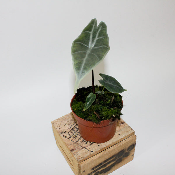 Alocasia longiloba SILVER 10.5cm H15cm