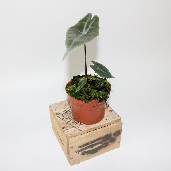 Alocasia longiloba SILVER 10.5cm H15cm