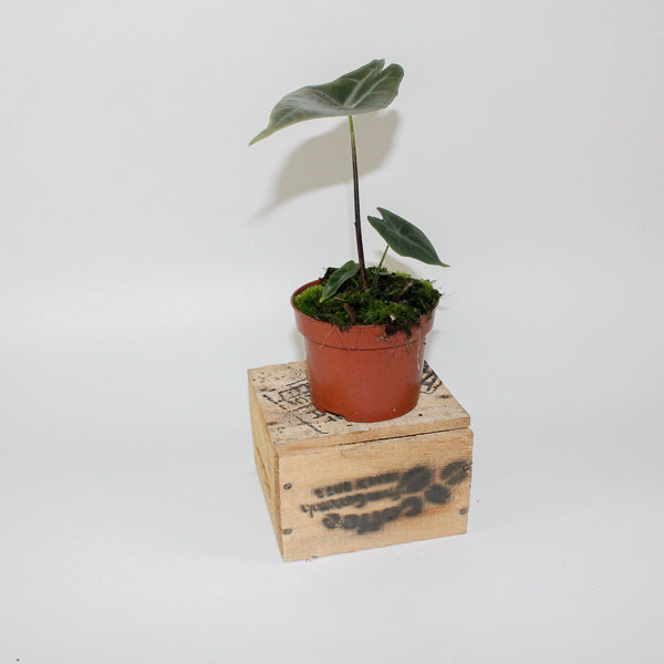 Alocasia longiloba SILVER 10.5cm H15cm