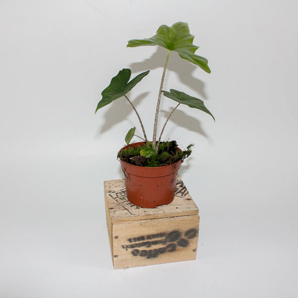 Alocasia nycteris Bat Wing 10.5cm H15cm