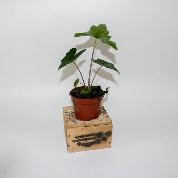 Alocasia nycteris Bat Wing 10.5cm H15cm