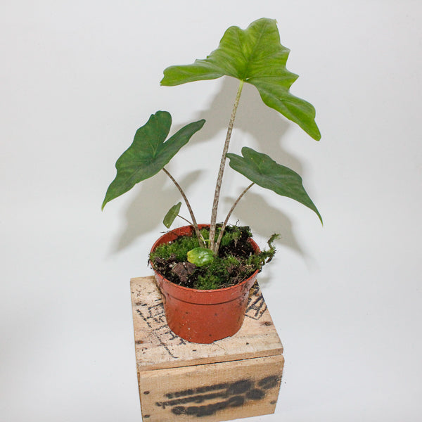 Alocasia nycteris Bat Wing 10.5cm H15cm