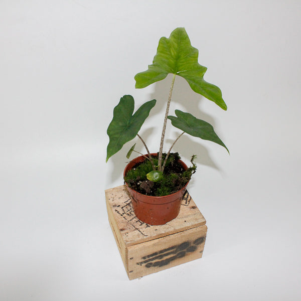 Alocasia nycteris Bat Wing 10.5cm H15cm