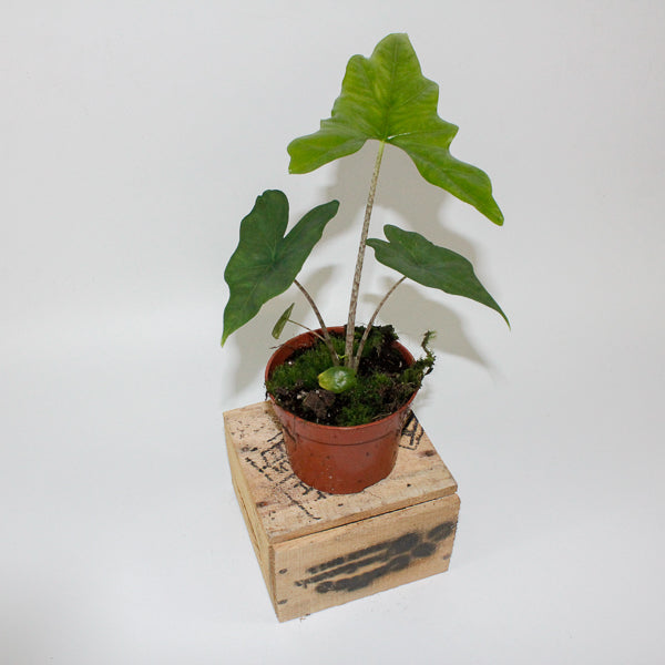 Alocasia nycteris Bat Wing 10.5cm H15cm
