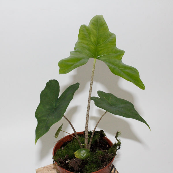 Alocasia nycteris Bat Wing 10.5cm H15cm