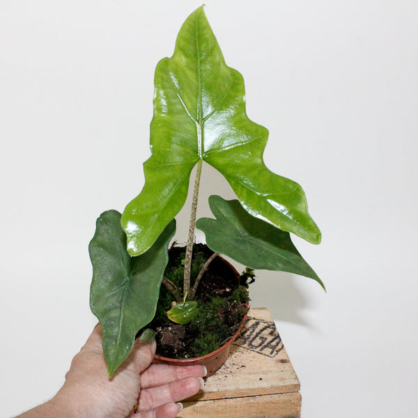 Alocasia nycteris Bat Wing 10.5cm H15cm