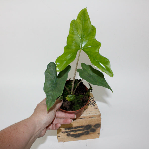 Alocasia nycteris Bat Wing 10.5cm H15cm