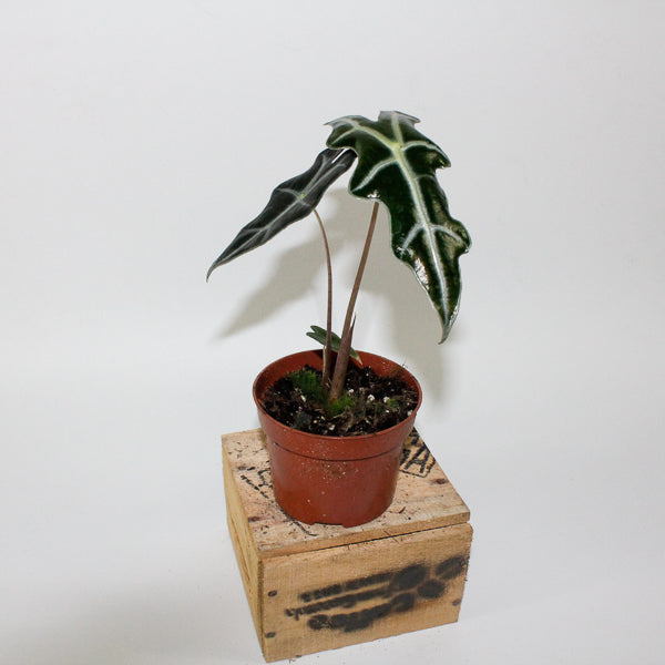 Alocasia sanderiana 'Nobilis'
