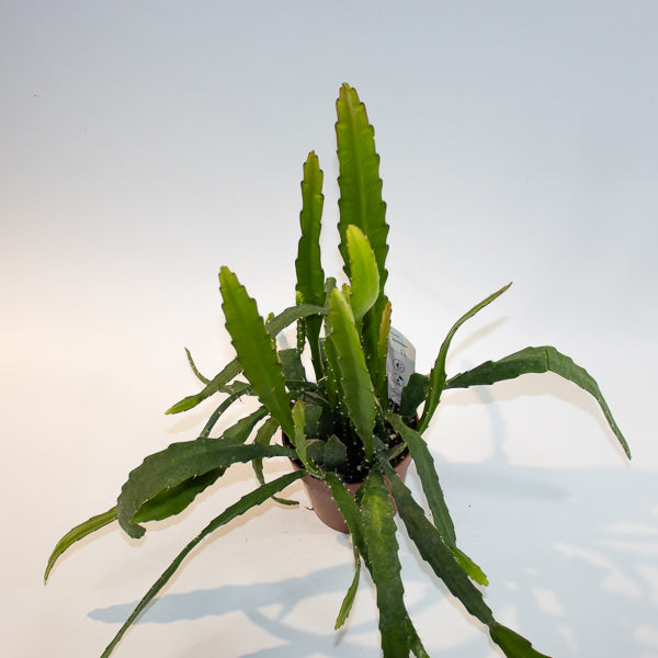 Epiphyllum Red Tip 'Orchid Cactus' Ø12cm H20cm