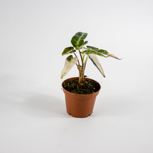 Alocasia 'Bambino Arrow Pink Variegata' Ø7cm H10cm