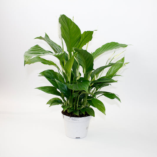 Spathiphyllum Straus