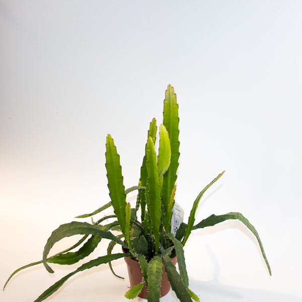 Epiphyllum Red Tip 'Orchid Cactus' Ø12cm H20cm