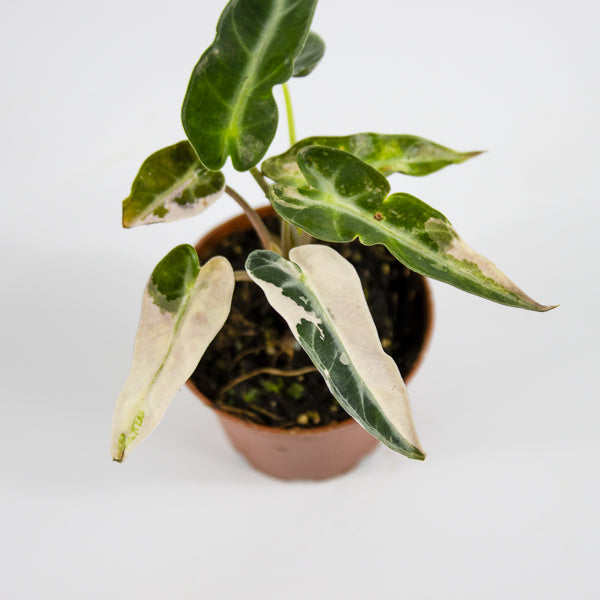 Alocasia 'Bambino Arrow Pink Variegata' Ø7cm H10cm