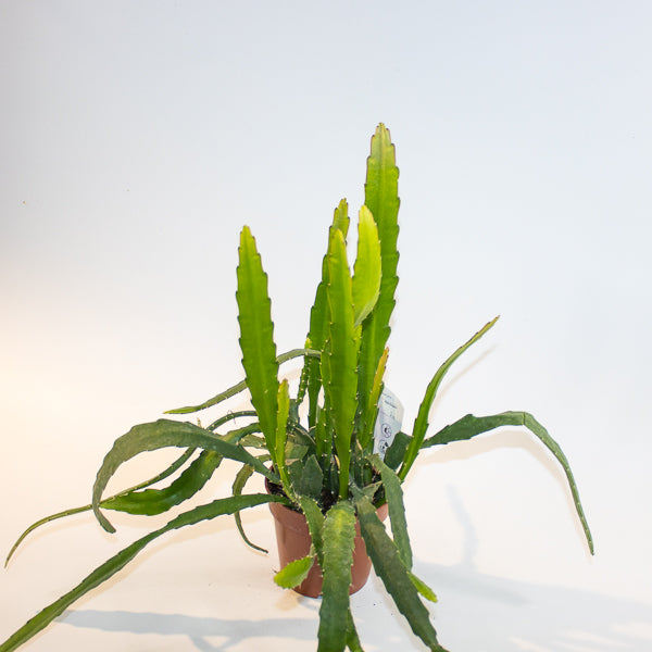 Epiphyllum Red Tip 'Orchid Cactus' Ø12cm H20cm