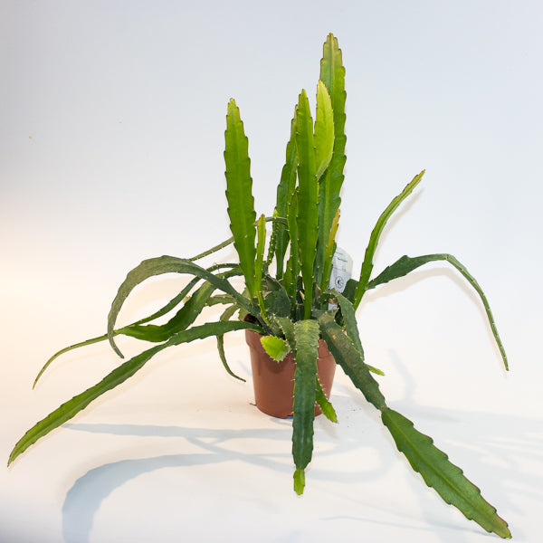 Epiphyllum Red Tip 'Orchid Cactus' Ø12cm H20cm