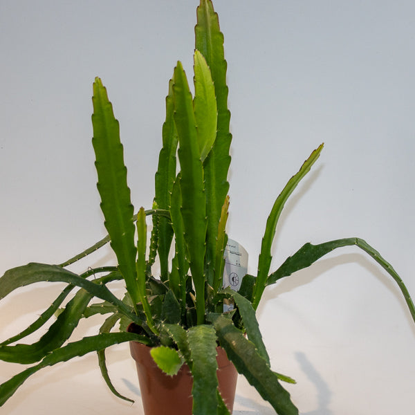 Epiphyllum Red Tip 'Orchid Cactus' Ø12cm H20cm