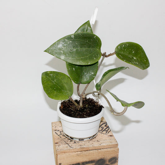 Hoya glabra Padang 10cm H10cm