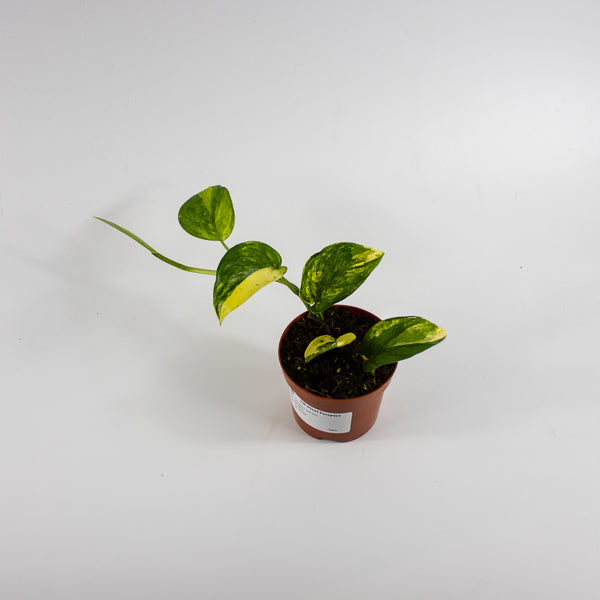 Scindapsus 'Jade Satin Aurea Variegata' Ø9cm H25cm