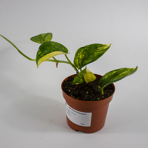 Scindapsus 'Jade Satin Aurea Variegata' Ø9cm H25cm