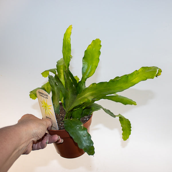 Epiphyllum Fruhlings Gold Ø12cm H33cm