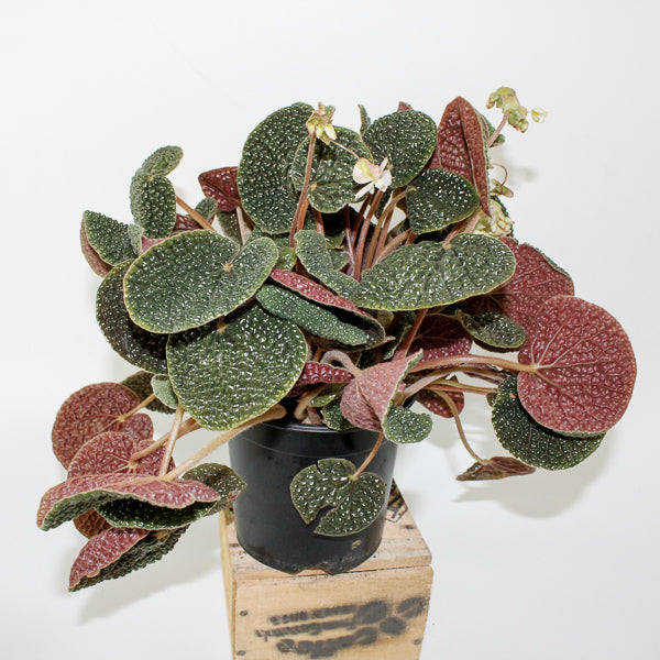 Begonia bullatifolia 14cm H40cm