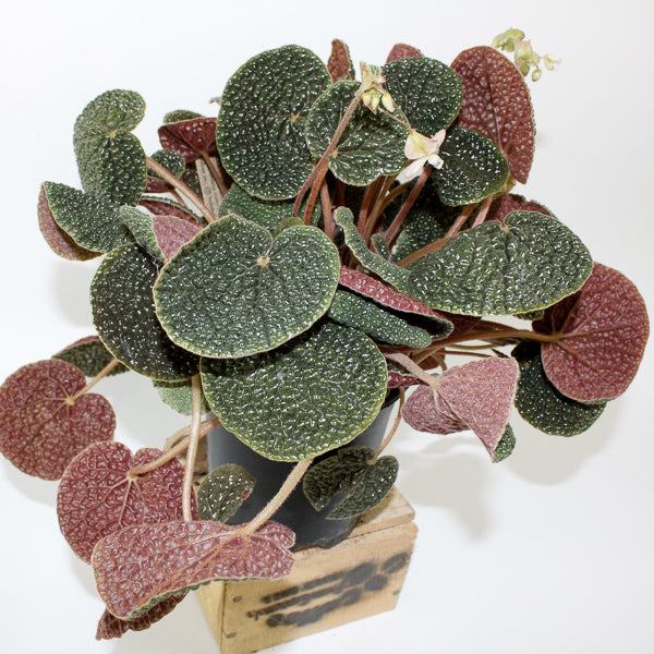 Begonia bullatifolia 14cm H40cm