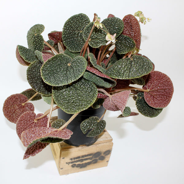 Begonia bullatifolia 14cm H40cm