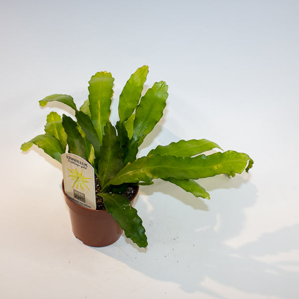 Epiphyllum Fruhlings Gold Ø12cm H33cm
