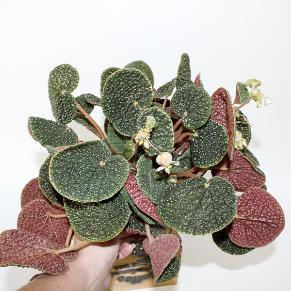 Begonia bullatifolia 14cm H40cm
