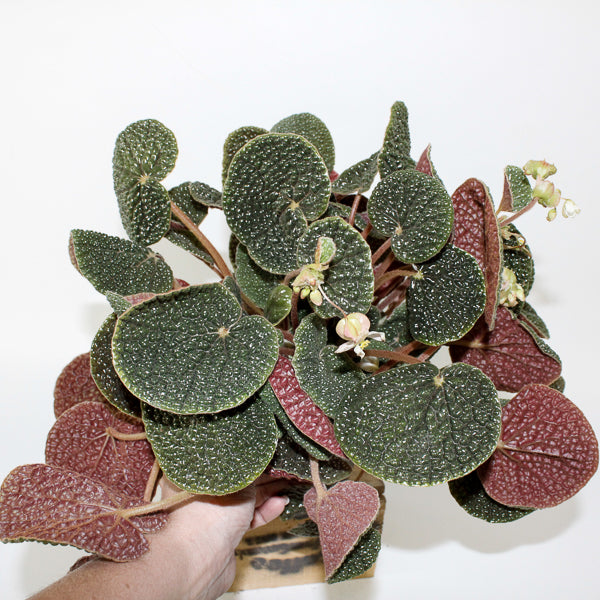 Begonia bullatifolia 14cm H40cm