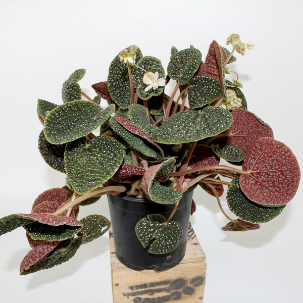 Begonia bullatifolia 14cm H40cm