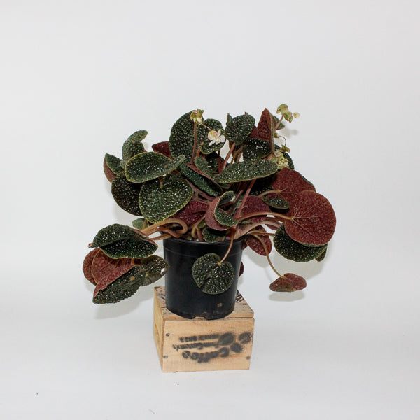 Begonia bullatifolia 14cm H40cm