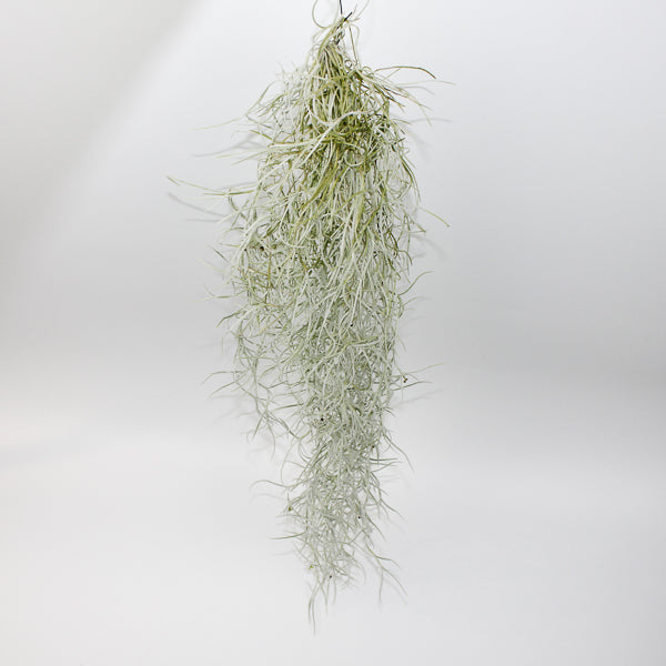 Tillandsia Usneoides 15cm H50cm
