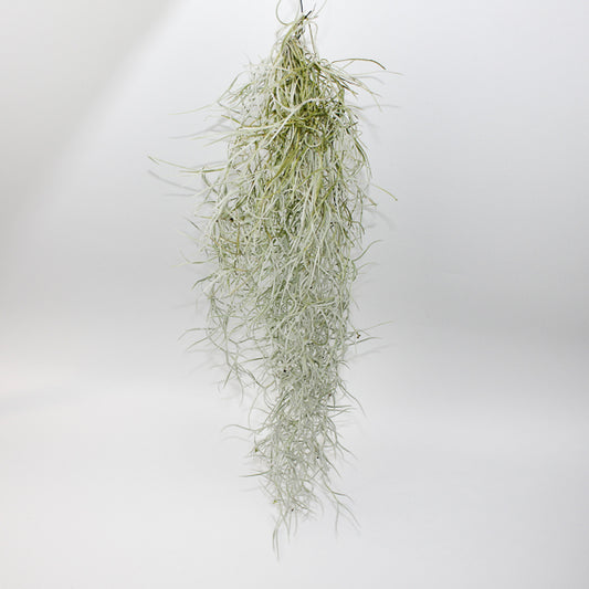 Tillandsia Usneoides 15cm H50cm