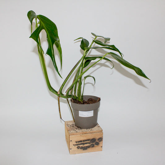 Monstera Burle Marx Flame 13cm H40cm
