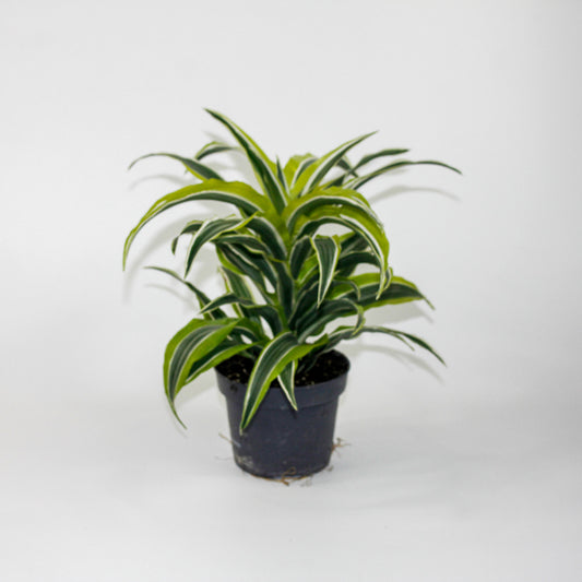 Dracaena fragrans 'Lemon Surprise' Ø12cm H25cm