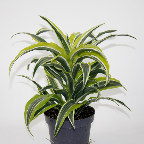 Dracaena fragrans 'Lemon Surprise' Ø12cm H25cm