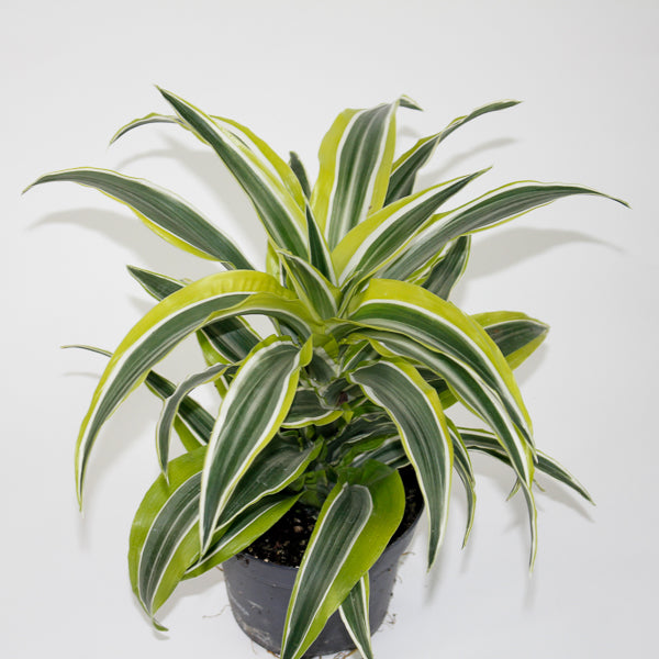 Dracaena fragrans 'Lemon Surprise' Ø12cm H25cm