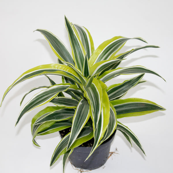 Dracaena fragrans 'Lemon Surprise' Ø12cm H25cm
