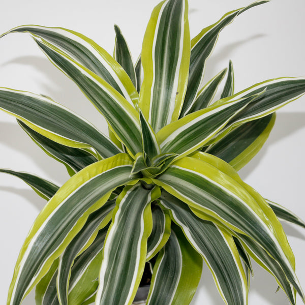 Dracaena fragrans 'Lemon Surprise' Ø12cm H25cm