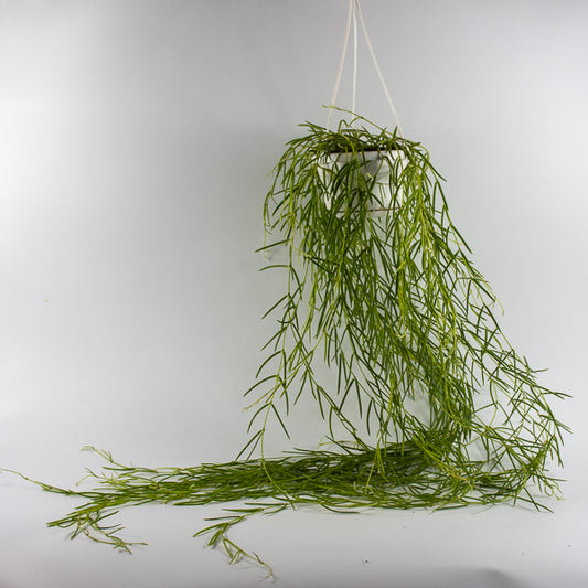 Hoya linearis Ø14cm H30cm